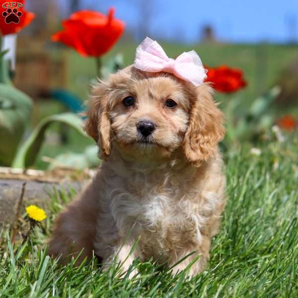 Zoey, Cavapoo Puppy